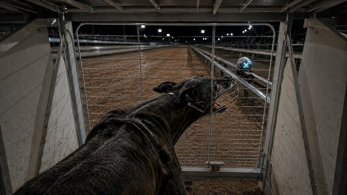 A black dog with a chain collar looks out from a starting gate at a racetrack dirt track, appearing to bark at a lure or object visible in the distance.