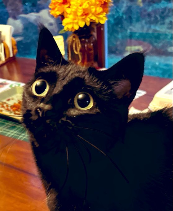 Close-up photograph of a black kitten with wide yellow eyes looking directly at the camera, with a vase of orange flowers blurred in the background.