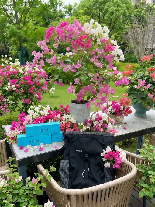 An outdoor patio display featuring a black "Siligel" backpack on a wicker chair, alongside blue Siligel boxes, surrounded by vibrant pink bougainvillea flowers.