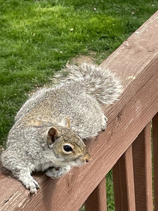 Close-up photograph of a brown and gray squirrel lying flat on a wooden railing with green grass in the background, appearing to rest or sun itself.