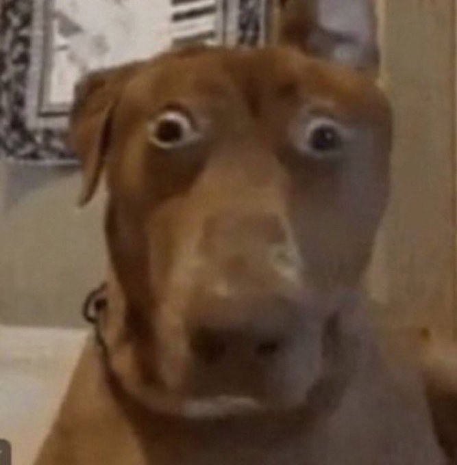 A close-up photo of a brown dog with wide, startled-looking eyes staring directly at the camera.