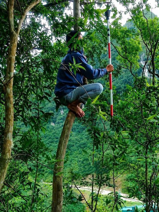 A person wearing a blue jacket and mask squats barefoot on a tree branch while holding a tall red and white surveying pole against a backdrop of lush green mountains.