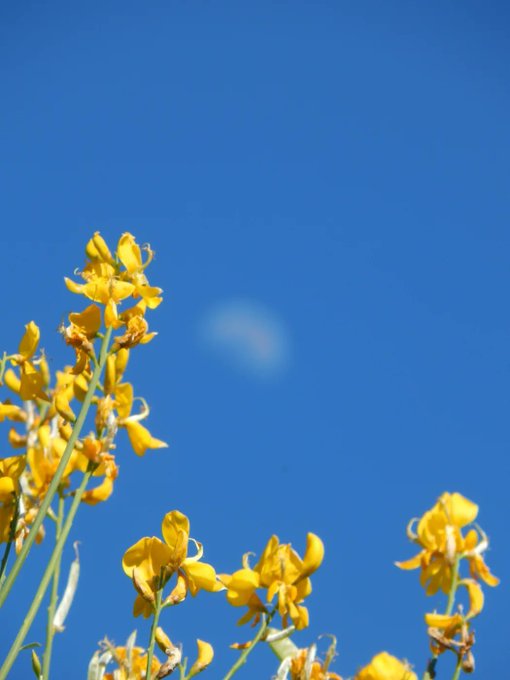 Yellow wildflowers bloom in the foreground against a clear blue sky with a faint white cloud.