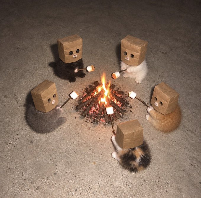 Five kittens sit around a campfire roasting marshmallows on sticks, each wearing a paper bag over their head with cute cartoon eyes and a small nose drawn on it. The image humorously illustrates "comfy holding zcat with the gang," depicting a cozy group hangout scene with the costumed felines gathered together for a fire pit treat session.
