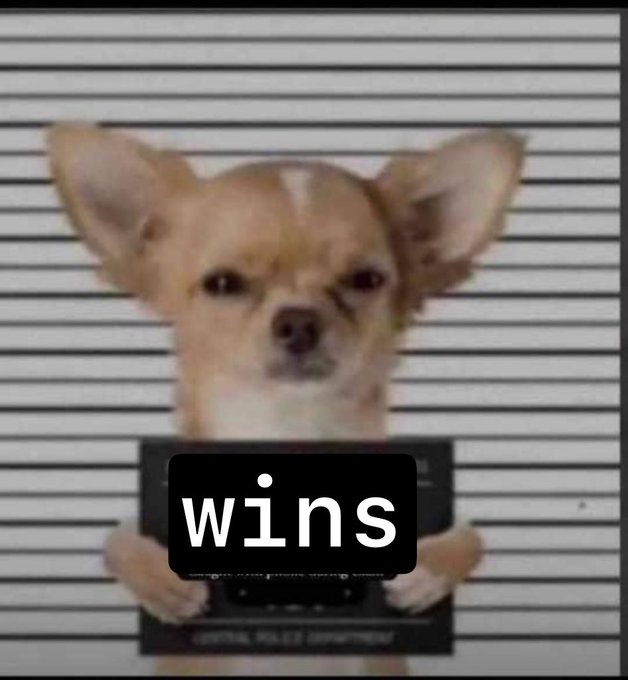 A chihuahua in a police lineup mugshot holds a placard that reads 'wins'.