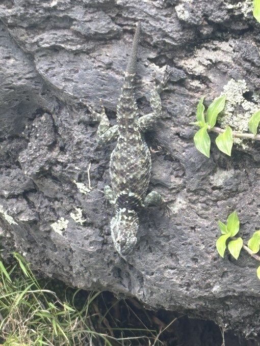 A dark, camouflaged lizard clinging to a textured gray tree trunk, surrounded by small green leaves.