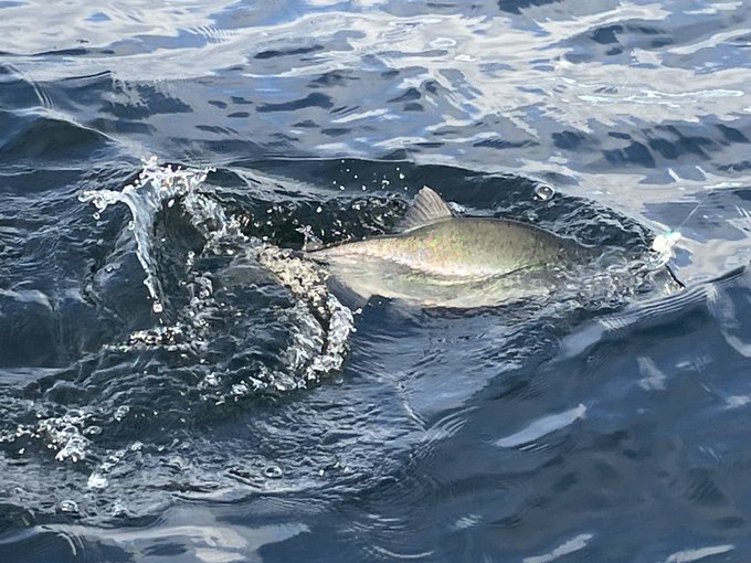 A silvery fish breaks the surface of deep blue water, splashing vigorously as it appears to chase a lure or bait.