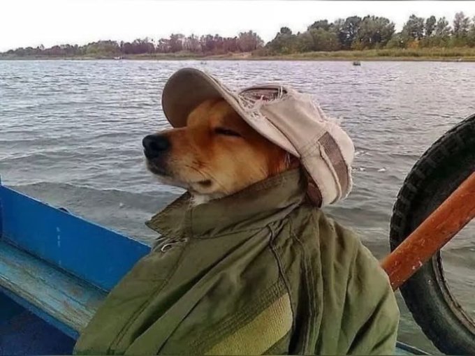 A dog wearing a bucket hat and an olive green jacket, sitting on a boat with closed eyes against a backdrop of a lake and distant trees.