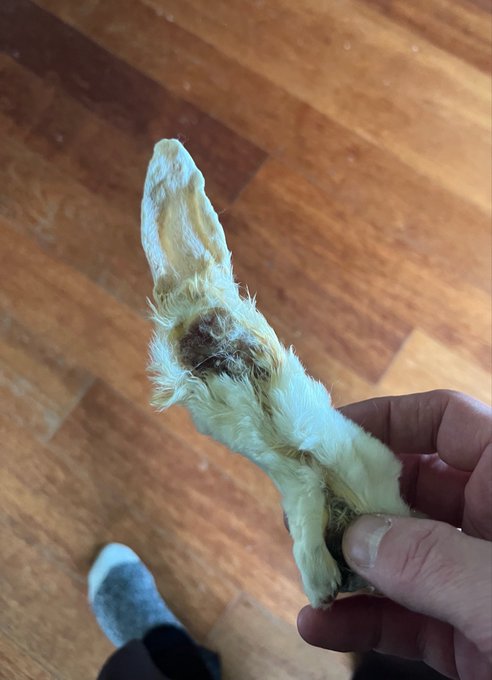 A hand holds a small pale-yellow fuzzy animal-like object, possibly a chick or feathered specimen, over a wooden floor.