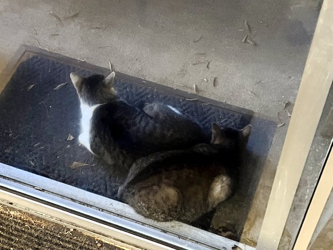 Two cats resting together on a doormat outside a glass door, with one cat being white and the other having dark tabby fur.