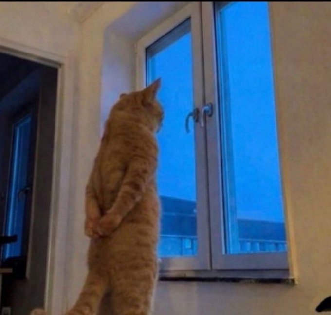 A ginger tabby cat stands upright on its hind legs, pressing its paws against a glass balcony door as it gazes intently outside into the blue dusk, seemingly anticipating the arrival of something on the other side—a perfect match for the caption "Almost time kittens."
