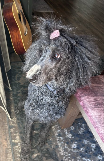 A curly-coated grey poodle with a pink hair tie sits on a patterned rug beside a guitar and maroon stool, embodying the "Bow DAO" wordplay with a literal bow in its hair, as if ready to join the club.