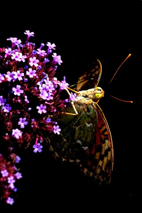 A close-up photograph of a butterfly with orange and black patterned wings and long antennae resting on a cluster of small purple flowers against a black background.