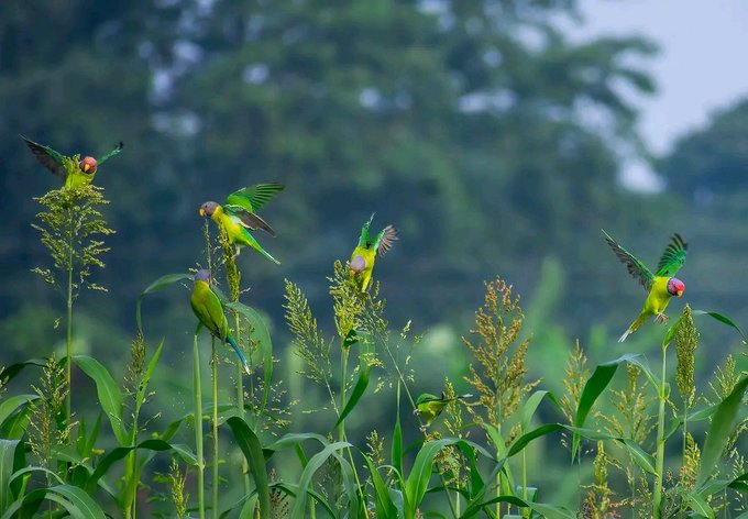 A vibrant nature photograph showing several bright green parrots with red and blue facial markings perched on and flying around tall grass stalks in a misty field.