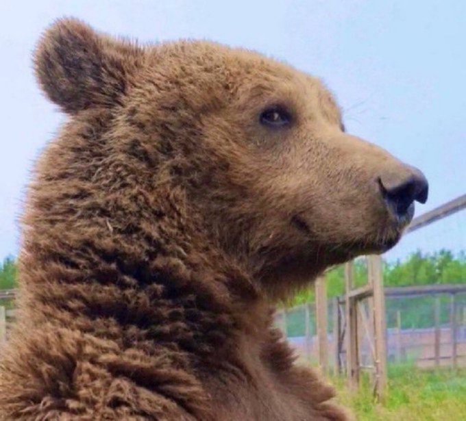 A close-up profile shot of a brown bear gazing to the right, with its mouth closed in a neutral expression. The image humorously pairs with the news, as bears in crypto culture represent bearish sentiment—suggesting traders might react with a "bearish" face to Ethereum's plan to accept stablecoins for gas fees.