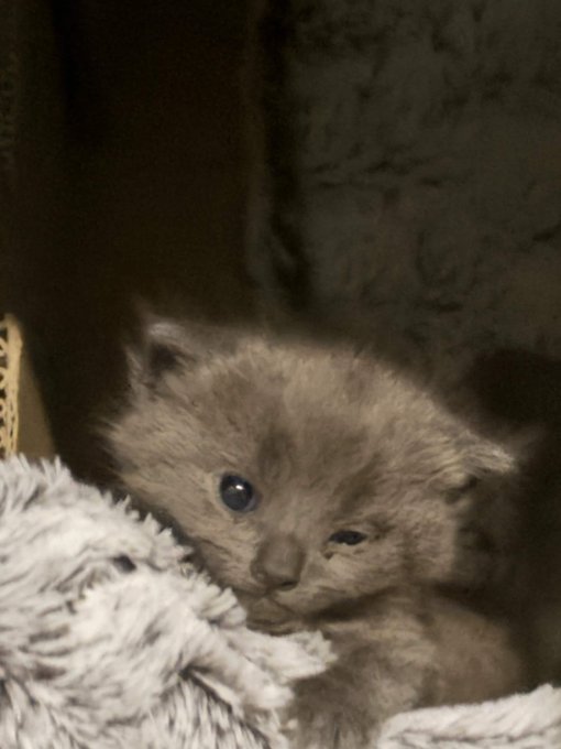 A fluffy cream-colored kitten with blue eyes rests on a fluffy white blanket in dim lighting, looking up with a calm, content expression that contrasts with typical fluffy-cheeked "diamond hand" meme imagery. The post uses the kitten's serene, steady gaze to humorously represent the idea of holding strong without selling—or perhaps the "tiny paws, tiny gains" reality of patiently waiting for a developer to deliver.