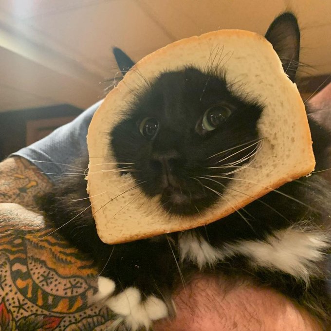 A black cat with a slice of bread around its head looks directly at the camera, resting on a person's tattooed arm.
