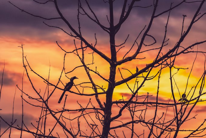 A silhouette of bare tree branches with a bird perched on one branch against a vibrant orange and purple sunset sky.