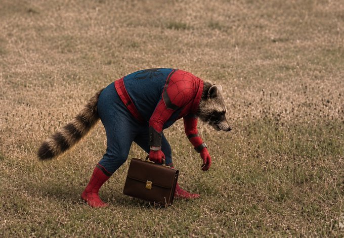 A raccoon dressed in a Spider-Man costume bends over in a field while holding a brown briefcase. The surreal image appears to be a meme-style post tagging Tom Holland with enthusiastic fan commentary and what looks like a crypto/memecoin address.
