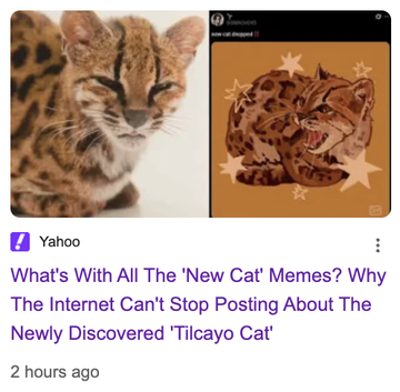 Yahoo news article screenshot titled 'What's With All The 'New Cat' Memes? Why The Internet Can't Stop Posting About The Newly Discovered 'Tilcayo Cat'' with images of a small spotted wild cat.