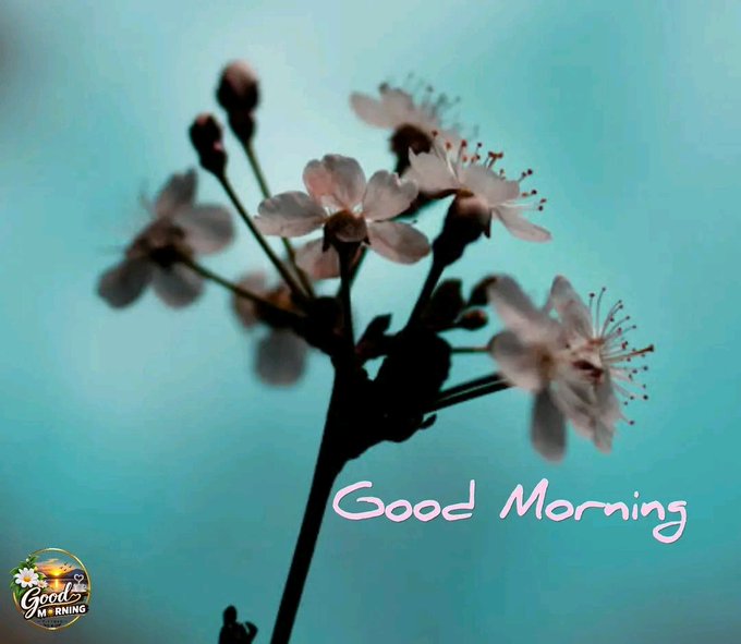 A cherry blossom branch against a blue sky background with the text 'Good Morning' displayed in white cursive, alongside a 'Good Morning' logo in the corner.