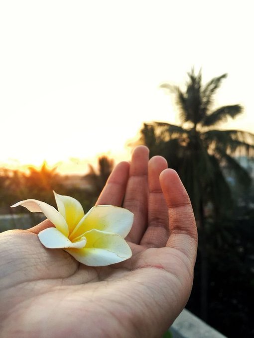 A close-up photograph shows a hand gently holding a white and yellow plumeria flower with a palm tree and a warm sunset in the blurred background.
