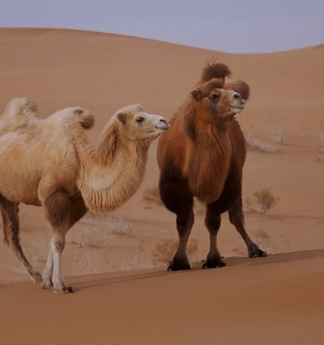 Two camels standing in a desert landscape with large sand dunes in the background.