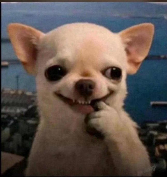 The image features a small white dog with big eyes and a wide smile, sitting next to a building. The dog appears to be posing for a photo or video, as indicated by its position near the camera. The caption of the image reads "Focus on what is in the image and how it relates to the post."