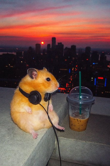 An orange hamster wearing black headphones, sitting on a ledge next to an iced coffee drink with a green straw, overlooking a city skyline at sunset.