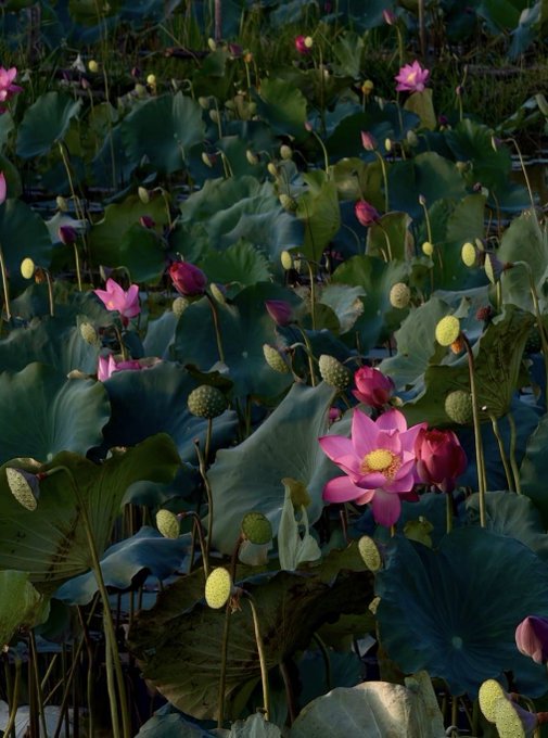 Pink lotus flowers and green seed pods bloom among large green lily pads in a pond.