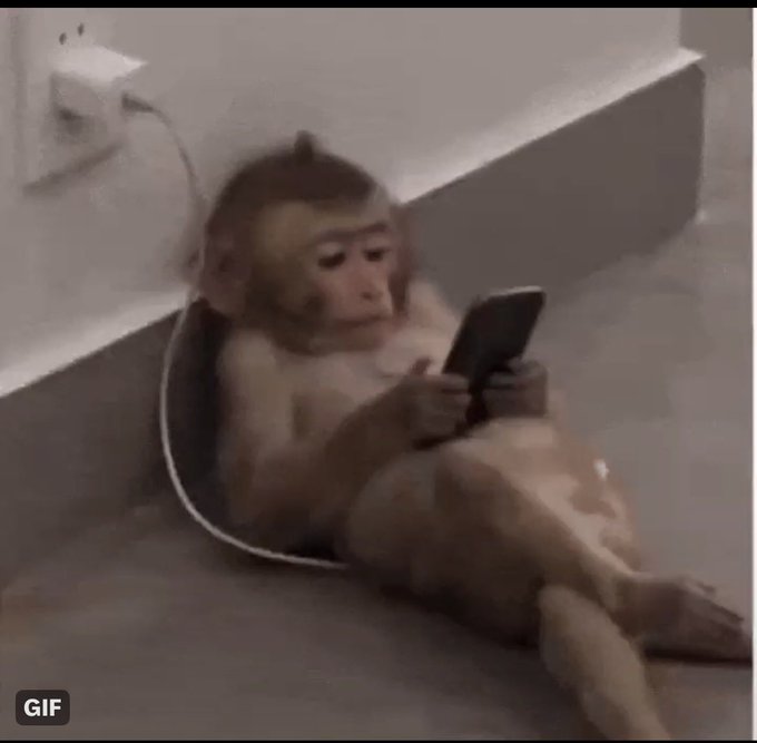A young monkey sits on a floor leaning against a wall, plugged into a charger while looking at a smartphone in its hands.