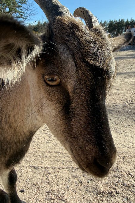 A close-up photograph of a brown and white goat with horns, standing on sandy ground with a blue sky in the background.