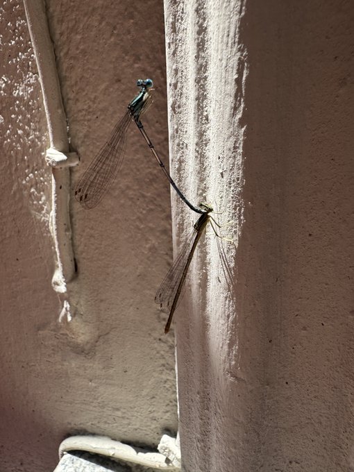 Two damselflies are captured in a mating position (forming a heart-like shape) on a weathered wall, paired with the humorous caption "This could have been us / But you bought eth," playing on the Ethereum cryptocurrency abbreviation "ETH" and the insects' tender connected posture.