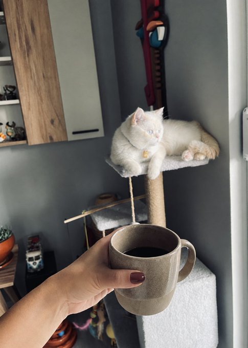 A hand holds a ceramic mug of coffee in the foreground, while a white cat rests on a cat tree perch in the background.