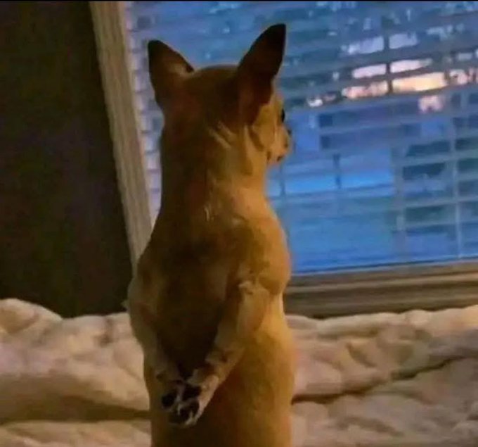 A small tan Chihuahua stands on its hind legs on a bed, gazing out a window with blue blinds, paws tucked behind its back in an attentive pose. The image humorously pairs with the post to suggest the dog's confident, almost boastful stance mirrors someone casually offering up something impressive for their fans, playing on the "I did it again" smugness of the pose.