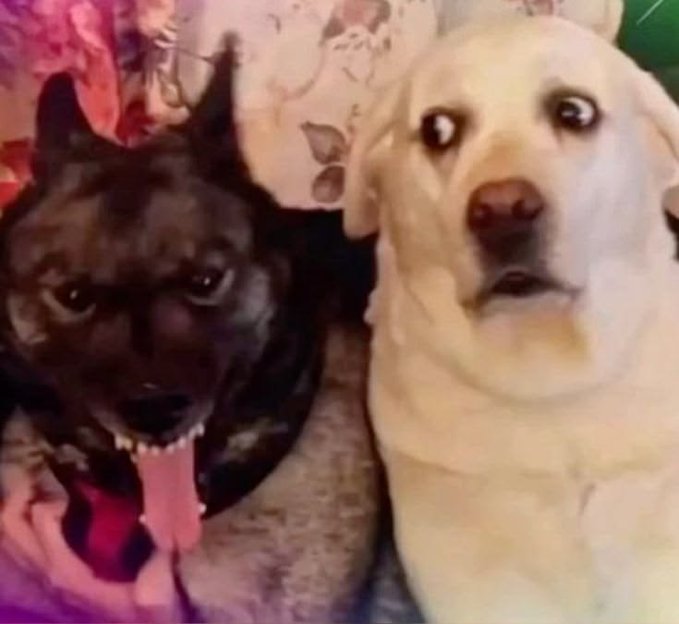 A close-up photograph of two dogs side by side on a patterned surface — a black dog on the left with its tongue hanging out and a white/cream Labrador on the right with wide eyes, both looking directly at the camera.