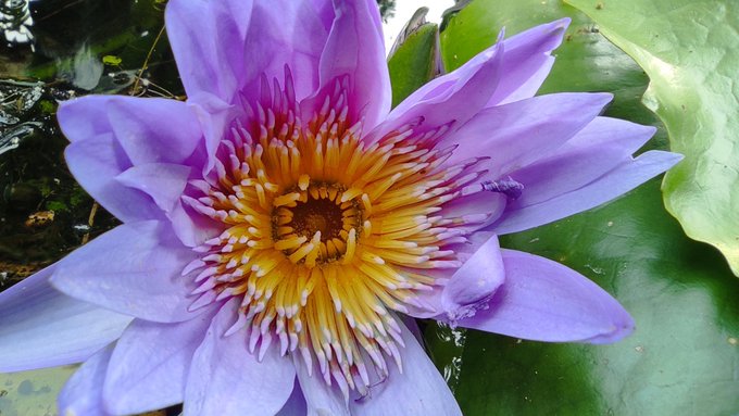 A close-up photograph of a vibrant purple and yellow water lily in full bloom, featuring delicate stamens and resting on green lily pads.