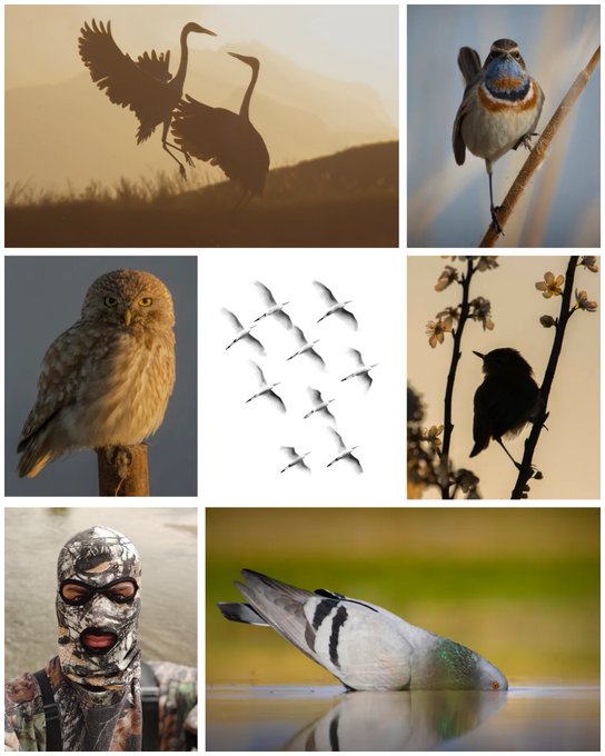 A collage of seven different bird images including cranes, a bluethroat, a little owl, a flock of birds flying, a black bird on a branch, a duck drinking water, and a person wearing a camouflage face mask.