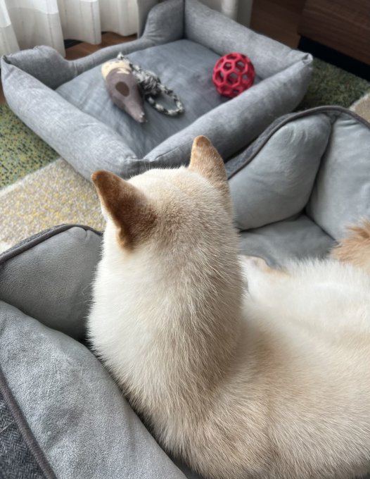 A light-colored cat viewed from behind, resting on a gray pet bed while facing a separate bed containing a plush bird toy and a red ball.