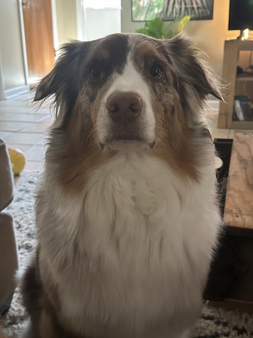 A portrait of a brown, white, and red Australian Shepherd dog sitting on a textured rug indoors, looking up at the camera with a calm expression.