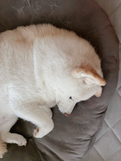 A cream-colored Shiba Inu named Shiro is curled up peacefully asleep on a brown cushion, perfectly matching the "Good morning" greeting with his cozy morning slumber.