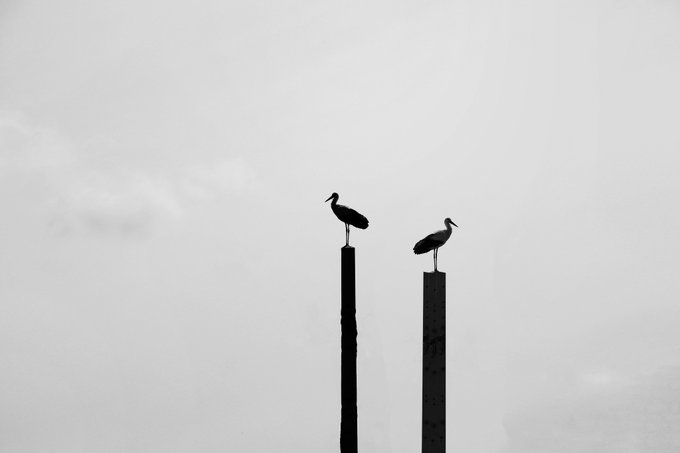 A minimalist black-and-white silhouette photograph of two birds perched atop tall poles against an overcast sky.