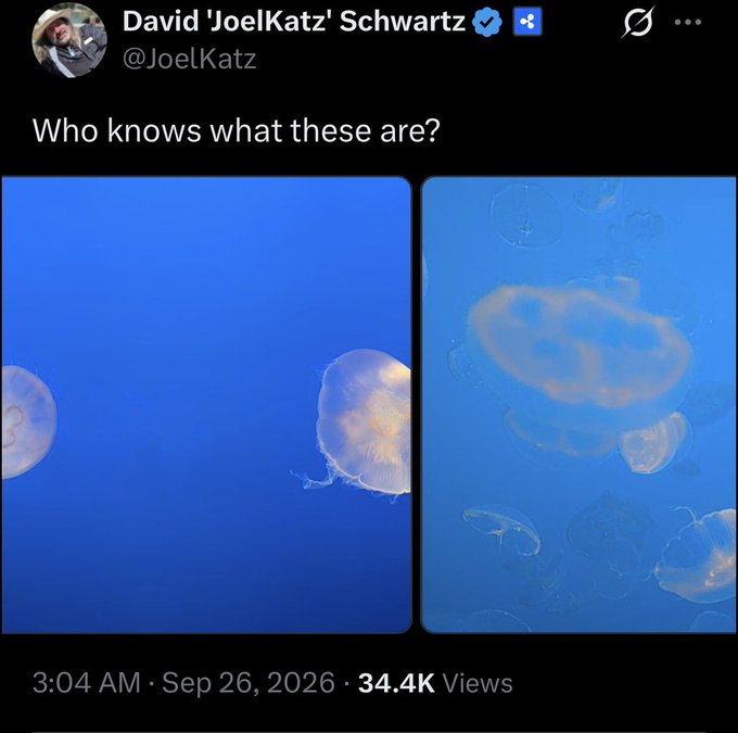 A tweet by David 'JoelKatz' Schwartz asking 'Who knows what these are?' accompanied by two photos of jellyfish underwater.