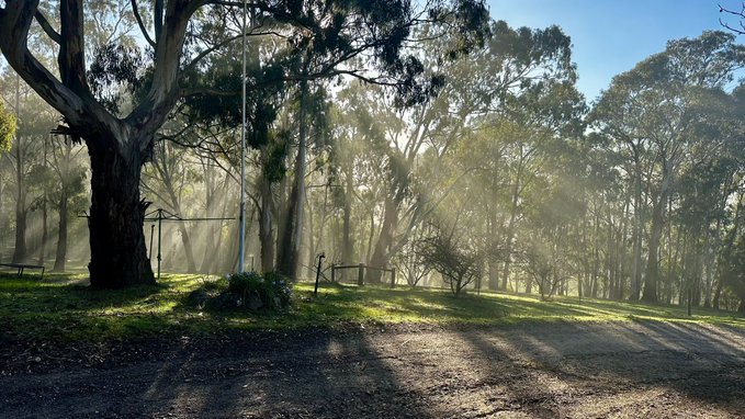 A sunlit forest clearing with tall eucalyptus trees, sunlight filtering through the foliage and casting long shadows across the grassy ground and dirt path.