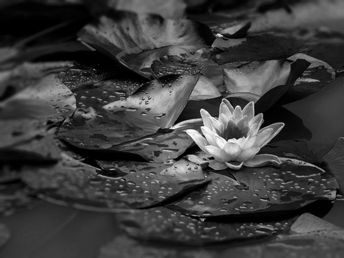 A black-and-white close-up photograph of a blooming water lily surrounded by lily pads dotted with water droplets, set against a dark background.