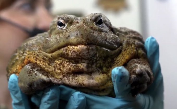 A large, plump toad with bumpy greenish-brown skin is held up in gloved hands, with a person wearing glasses partially visible in the background.