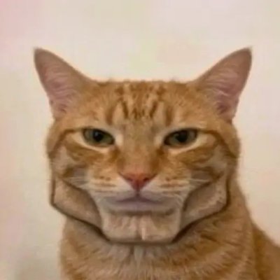 A close-up photo of an orange tabby cat with a serious expression against a plain background.