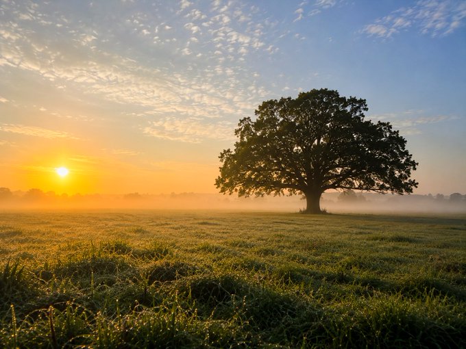 A solitary tree stands silhouetted against a golden sunrise in a misty meadow, its broad canopy bathed in warm morning light. The serene, hazy landscape reflects the tranquil "Morning Witness" theme of the NFT artwork listed on the Tezos objkt marketplace.