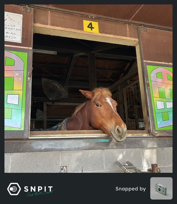 A brown horse looking out from a stall window marked with the number '4', captured in a SNPIT photo with green signs on either side of the window.