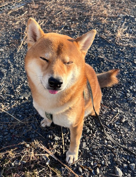 A smiling Shiba Inu dog with its eyes closed and tongue out stands on gravel under sunlight, wearing a green harness.